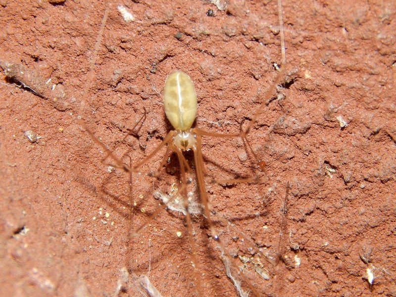 Pholcus phalangioides - Arluno (MI)